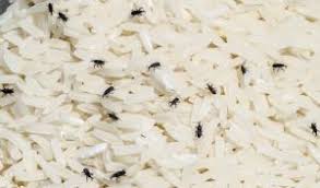 We've just had pest control done at our house and it looks like it's going to start raining. Common Bugs In Dog Food What To Do Kohepets Blog