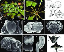 Image result for Trapa natans