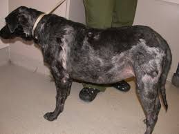 We did not find results for: Challenges New Developments In Canine Pyoderma Disease Overview Diagnosis Today S Veterinary Practice