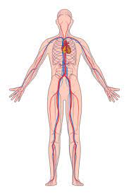 Create a flow chart showing the major systemic veins through which blood travels from the feet to the right atrium of the heart Lesson Explainer Blood Vessels Nagwa
