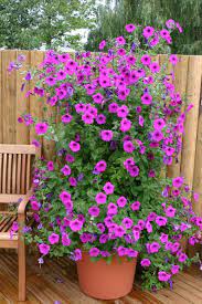 Pin On Plantas