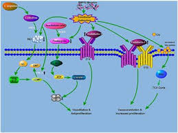 Durch die unerwünschte druckerhöhung ergibt sich. Pulmonary Arterial Hypertension Pah List Of Frontiers Open Access Articles