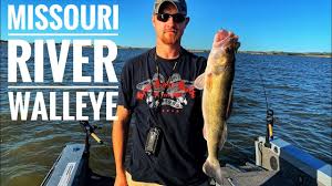 Fishing starts to pick up in march and can continue through the summer for stripes and. Walleye Fishing On The Missouri River My724outdoors