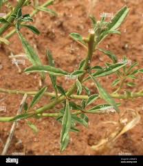 Image result for Hermbstaedtia