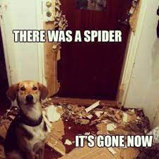 You have a lot of categories with really humor one liners and short. Silly Animal Memes Popsugar Pets