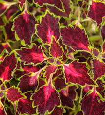 Image result for Coleus buchananii