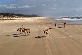 Fraser island is the largest sand island in the world measuring 120km by 15km. Australia S Fraser Island Werk Press