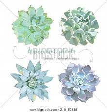 Check spelling or type a new query. Rosette Shaped Vector Photo Free Trial Bigstock