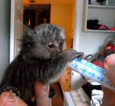 What is the life span of a finger monkey? Pygmy Marmoset Monkeys For Sale Exotic Animals Bristol Uk Buyer Animals Classified Ads In Britain