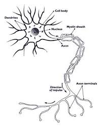 Cell membrane is made up of lipids and proteins and forms a barrier between the extracellular liquid. How Exactly Do Neurons Pass Signals Through Your Nervous System Cell Diagram Nerve Cell Neuron Diagram
