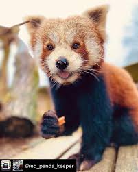 Please Follow Iloveredpandas Red Panda In The Uk Redpanda Panda Cutebear Bear Animal Firefox Panda Pandabear In 2020 Red Panda Panda Bear Panda