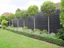 Bay Trees Love Green Simplicity In The Garden With Topiary Gardening And Living Garden Fence Panels Garden Privacy Garden Fencing