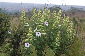 Image result for Astripomoea lachnosperma