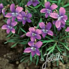 Image result for Landolphia violacea