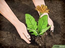 We did not find results for: How To Attract Honey Bees 11 Steps With Pictures Wikihow