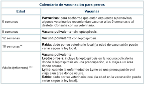 And at least one numeric character. Calendario De Vacunas Para Perros Todo Lo Que Necesita Saber Farmavet
