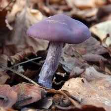 Maybe you would like to learn more about one of these? Edible British Mushrooms Everyonelovesafungi