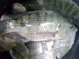 Update Harga Jual Ikan Nila Segar Termurah 2021 Aplikasi Pertanian Media Agribisnis Gdm Agri