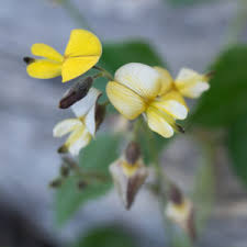 Image result for Rhynchosia caribaea