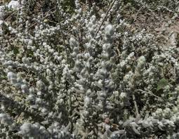 Image result for Chenolea