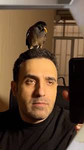 همینقدر خونسرد 😅😍, #مینا #پرنده #سگ #گربه #مرغمینا #مرغ_مینا #میناسخنگو  #پرنده_سخنگو #طوطی #باحال #خنده #حیوانات #حیوانات_خانگی #طنز #جذاب #بانمک  #داغ, #mina #tina #bird #fun #funny #bird