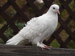 Black Bird With White Tail Philippines Wedding Dove Releases Dove Pictures White Doves Animals Beautiful