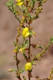 Image result for Zygophyllum leucocladum