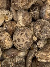 Image result for Lentinus edodes