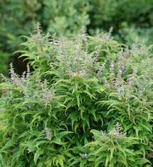 Image result for Vitex franceseana
