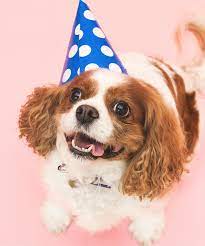 Let S Pawty Birthday Hat Pets Dog Toys