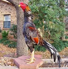 Maybe you would like to learn more about one of these? Ciri Dan Juga Bentuk Tulang Ayam Yang Super Berita Jadwal Sabung Ayam Online S1288 Sv388 Sm558