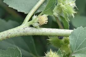 Image result for Xanthium