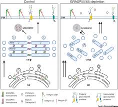 We did not find results for: Nonredundant Roles Of Grasp55 And Grasp65 In The Golgi Apparatus And Beyond Trends In Biochemical Sciences