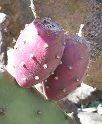 With the areoles, it is also confirmed that not only are cactus succulents but specifically a. Indian Fig Or Nopal Cactus Opuntia Ficus Indica
