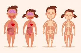 As part of a woman's reproductive cycle (which usually lasts about a month), the lining of the corpus (endometrium) thickens. Premium Vector Human Internal Organ Male And Female Skeletons Body Anatomy Of A Man And A Woman Vector Cartoon Illustration Isolated