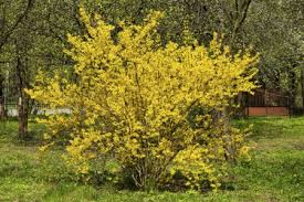 We did not find results for: How To Identify Evergreen Shrubs Gardenerdy
