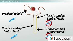 6 figure 15a 4 is a diagram of a nephron add colored arrows on. The Renal Tubule Definition Function Terms Video Lesson Transcript Study Com