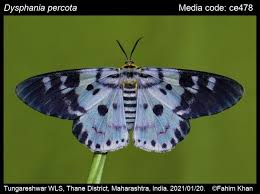 Image result for Dysphania