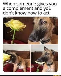 When Someone Gives You A Complement And You Don T Know How To Act Ifunny Stupid Funny Memes Funny Relatable Memes Funny Animal Memes
