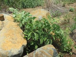 Image result for Cyphostemma lynesii