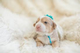 Eyewitnesses filmed a video in one of the shopping centers. Newborn Puppy Photos Warrior Dog Rescue K Schulz Photography Newborn Puppies Puppy Photos Baby Dogs