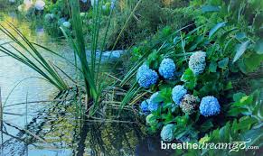 Costa rica has about 800 species of ferns. The Glorious Flowers Of Costa Rica An Ecocostarica Photo Essay