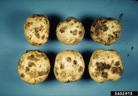 Potatoes are as durable as they are versatile. Vegetable Potato Identifying Diseases Umass Center For Agriculture Food And The Environment