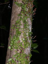 Image result for Lepisorus schraderi