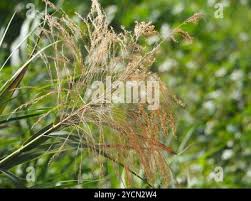 Image result for Phragmites karka