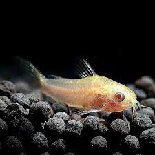 Image result for Ranalisma