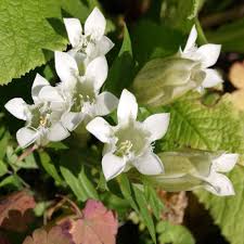 Image result for Gentiana asclepiadea alba
