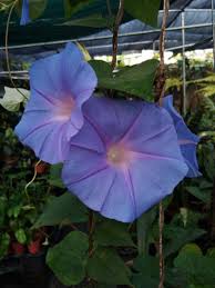 Morning hunnie, wanna sort out my morning glory? My Morning Glory Vine In Full Bloom Adela S Garden Of Ornamental Plants Facebook