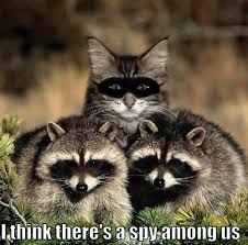 A Spy Among Us Funny Animals Funny Animal Pictures Funny Cats