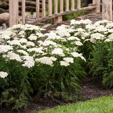 But it deserves a space in your garden! 15 White Perennials Walters Gardens Inc